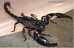Kalajengking serangga berhaya
