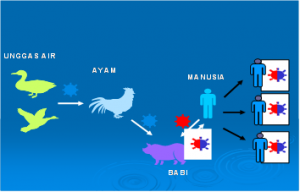 Pola Penularan Flu Burung