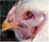 Ayam terserang flu burung matanya tertutup dan jengernya memerah